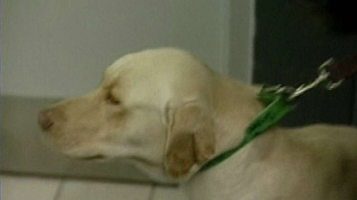 Dog Found 700 Miles From Home