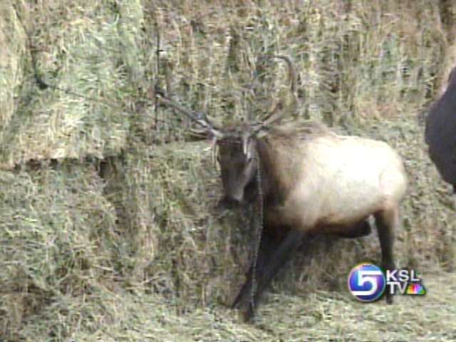 Animal Rescues Part of Game Wardens' Day