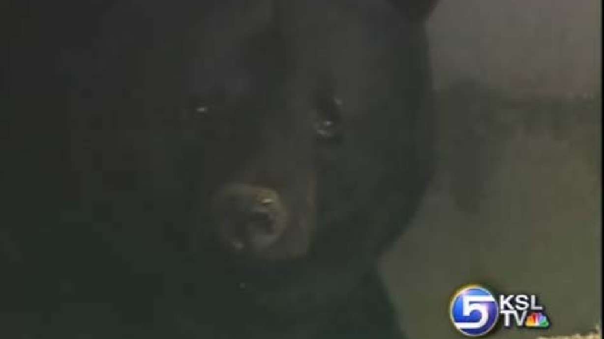Pennsylvania Family Finds Bear Hibernating Under the Porch