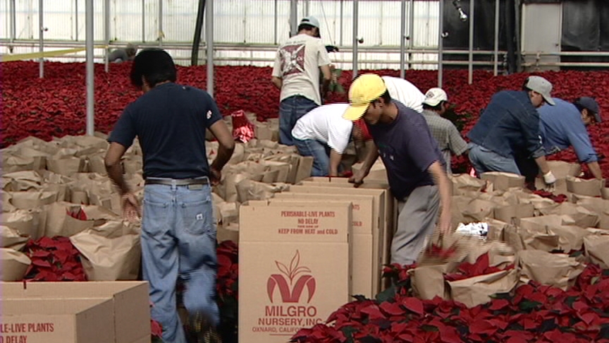 Utah Nursery "Tricks" Poinsettias Into Blooming