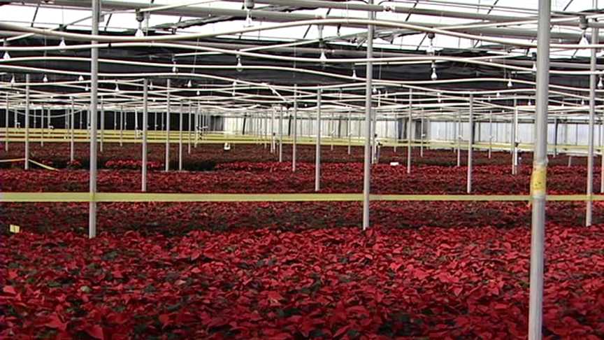 Utah Nursery "Tricks" Poinsettias Into Blooming