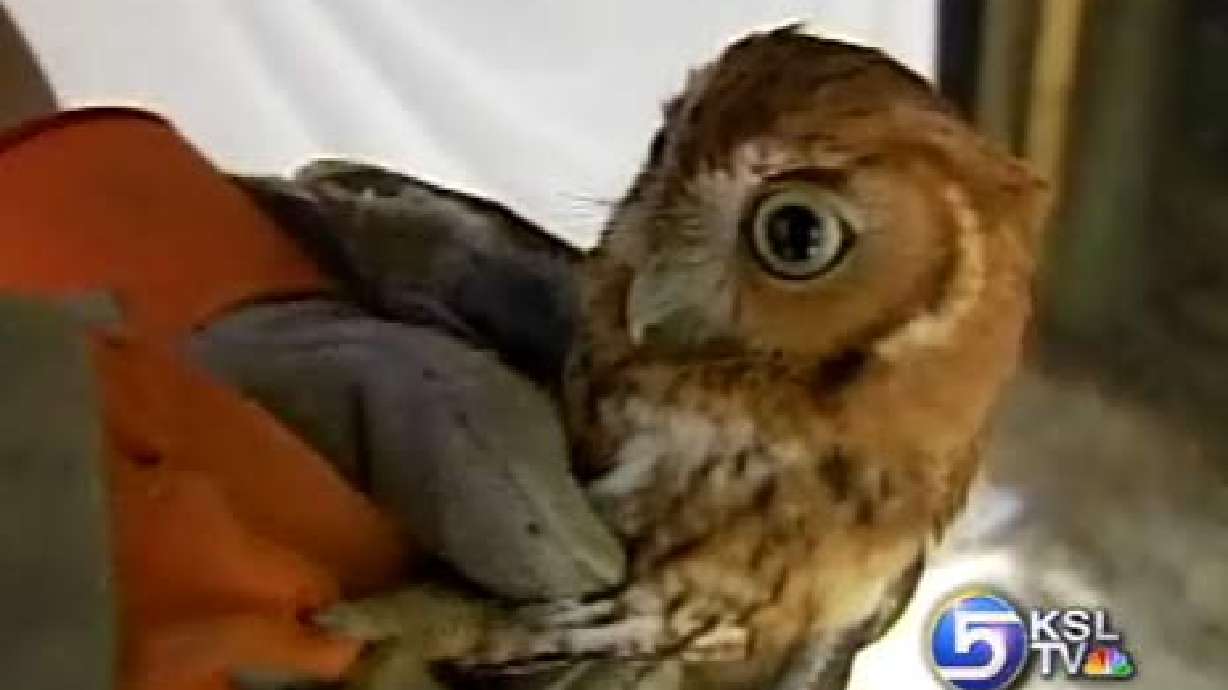 Family Finds "Stoned" Owl in Christmas Tree