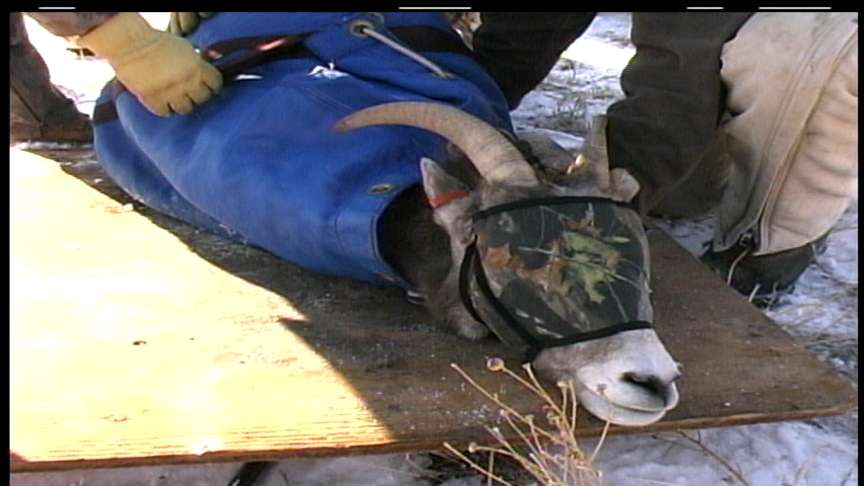 Big Horn Sheep Captured in Herd Control