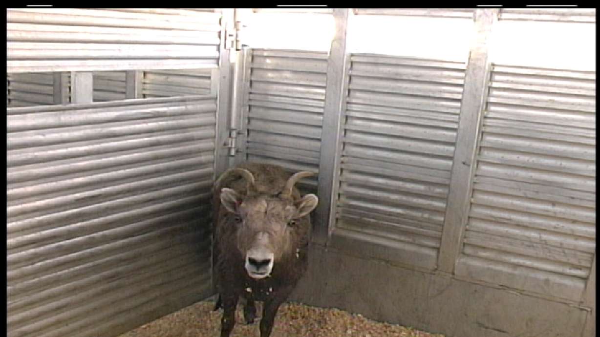 Big Horn Sheep Captured in Herd Control