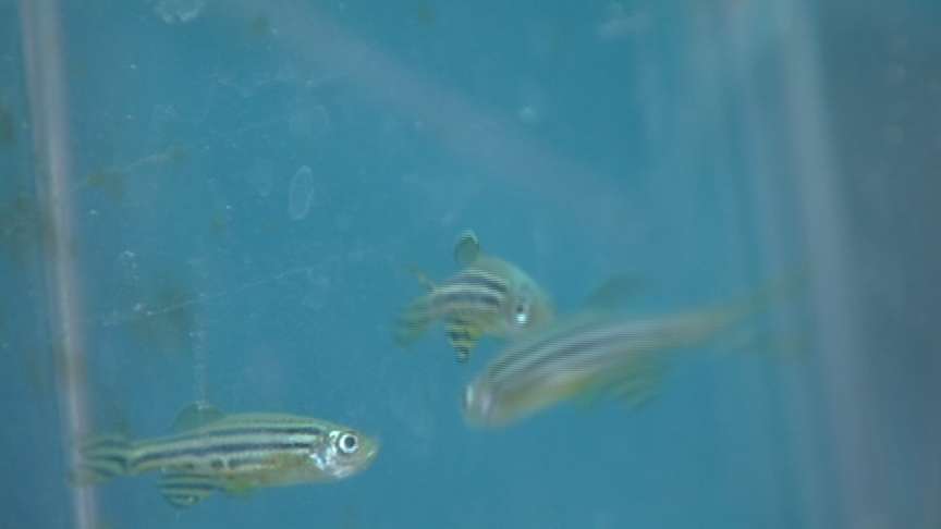 Researchers Discover Important Skin Pigment Gene