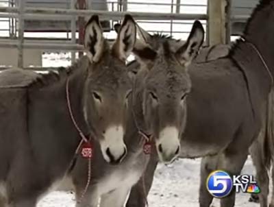 BLM Puts Burros Up for Adoption