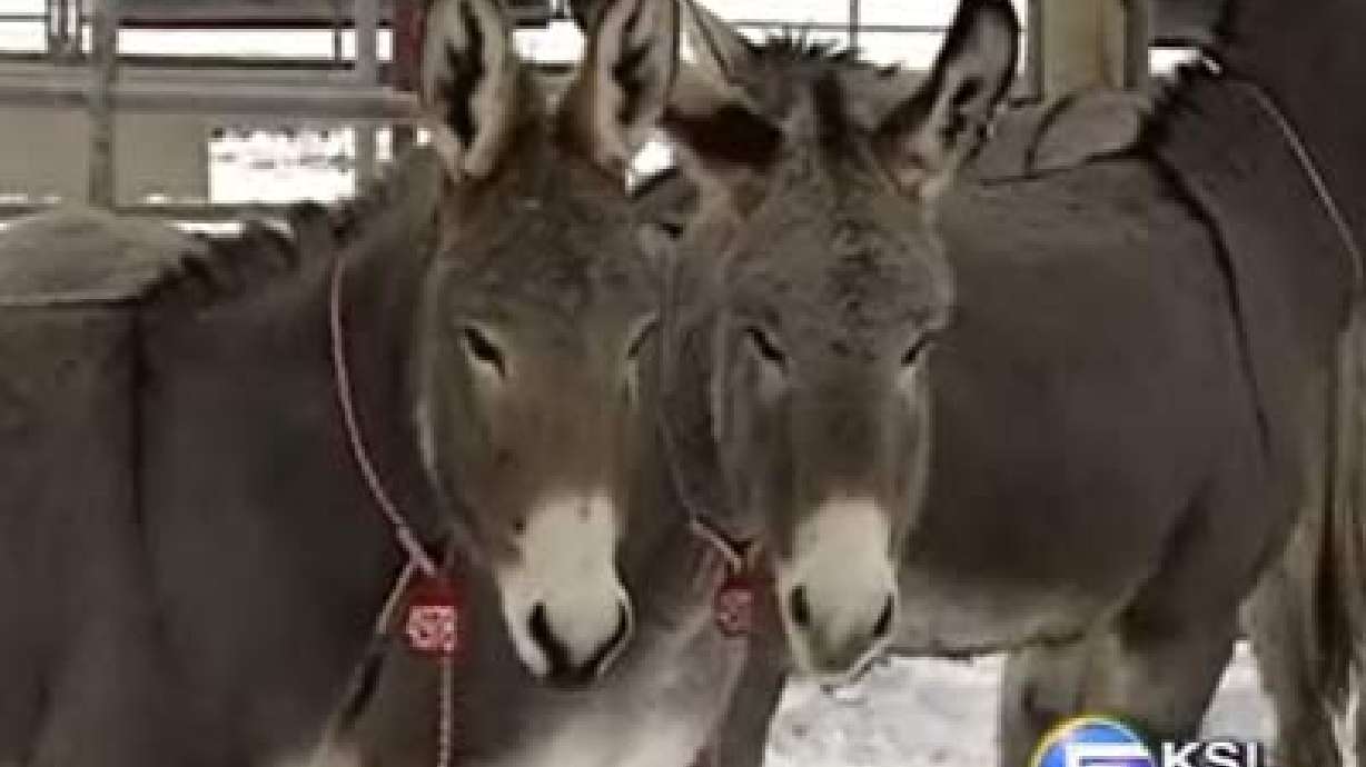 BLM Puts Burros Up for Adoption