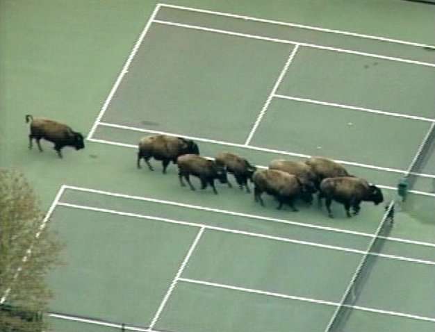 The Wild and Wacky of 2005