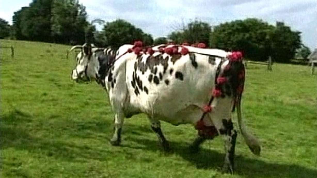 The Wild and Wacky of 2005