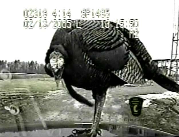 The Wild and Wacky of 2005