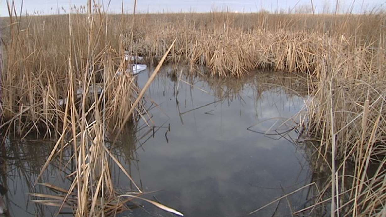 Birds Finding Homes Through 'Wetlands Bank'