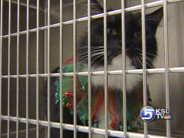 Shelters Cautious About Holiday Adoptions