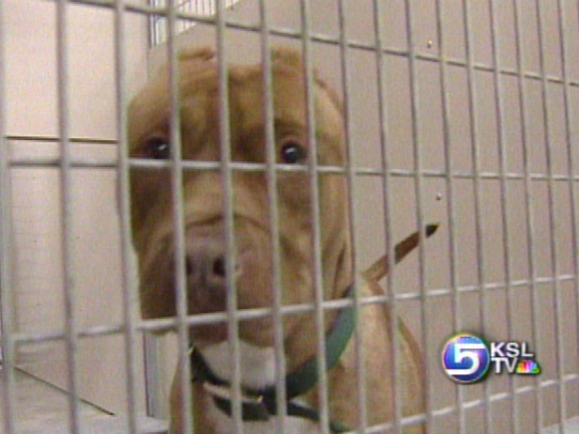 Shelters Cautious About Holiday Adoptions