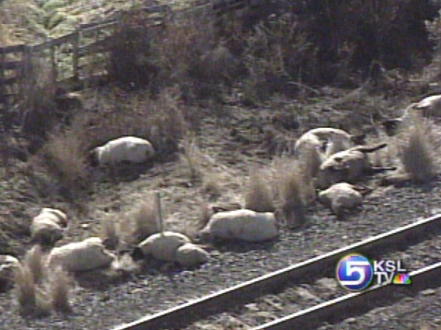 124 Sheep Killed When Chased Onto Tracks