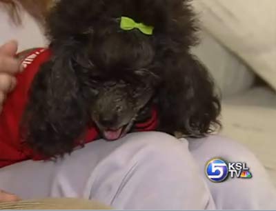 Tiny Dog Survives Eight Days in the Elko County Elements