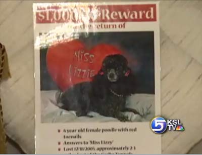 Tiny Dog Survives Eight Days in the Elko County Elements