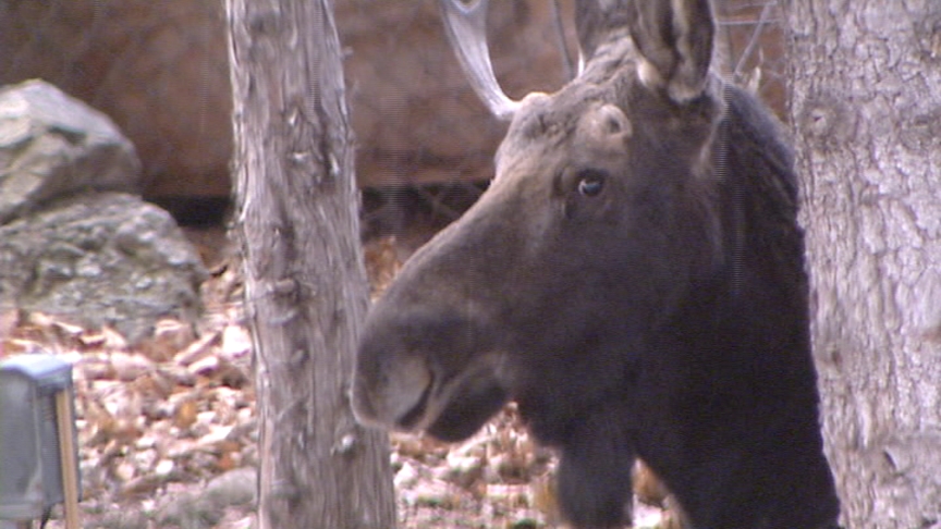 Moose Wanders Through Salt Lake Neighborhood