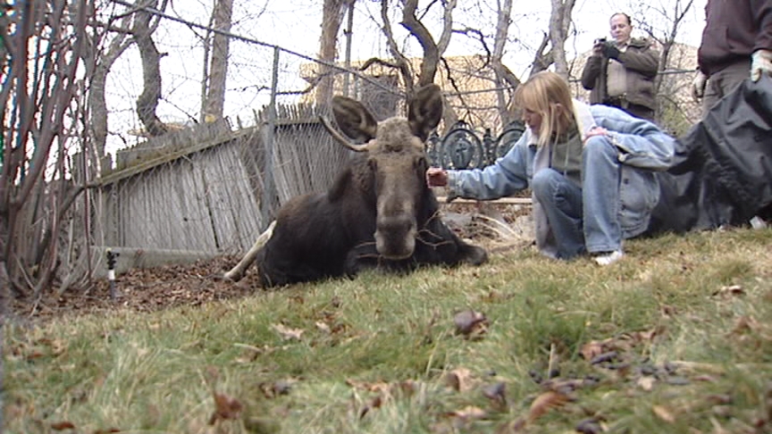 Moose Wanders Through Salt Lake Neighborhood