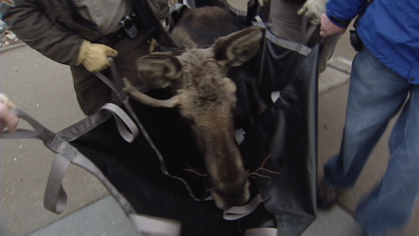 Moose Wanders Through Salt Lake Neighborhood