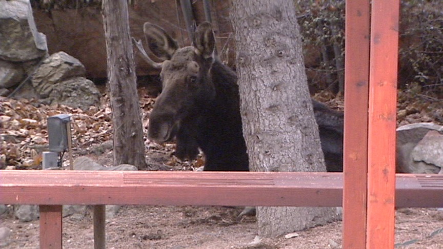 Moose Wanders Through Salt Lake Neighborhood