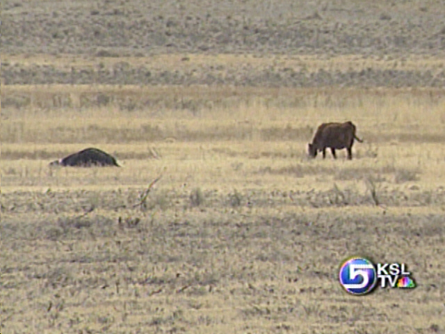 More Cows Found Shot