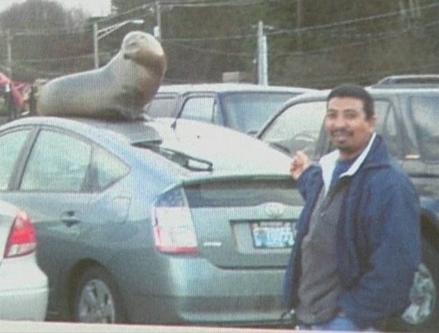 Sea Lion Leaves His Mark On Parked Car