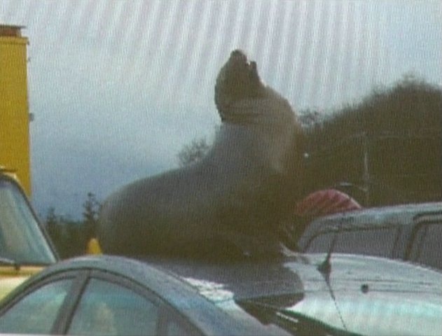 Sea Lion Leaves His Mark On Parked Car