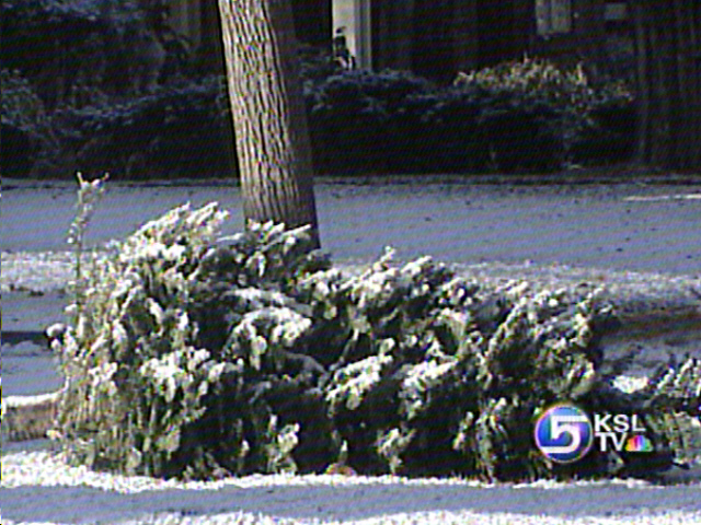 Christmas Trees Staying Curbside Longer