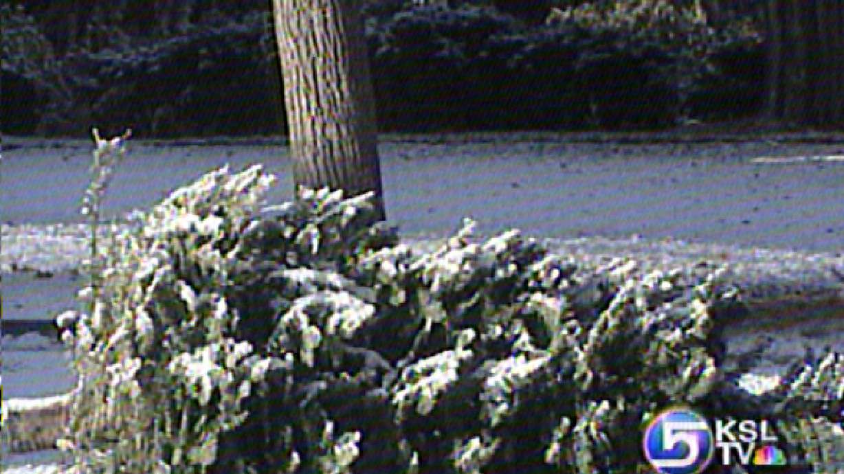 Christmas Trees Staying Curbside Longer