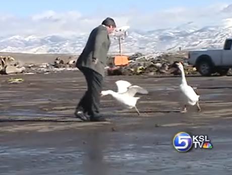 Geese Dumped at County Landfill