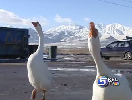 Geese Dumped at County Landfill