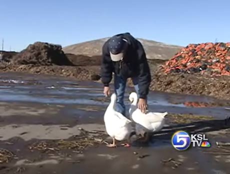 Geese Dumped at County Landfill