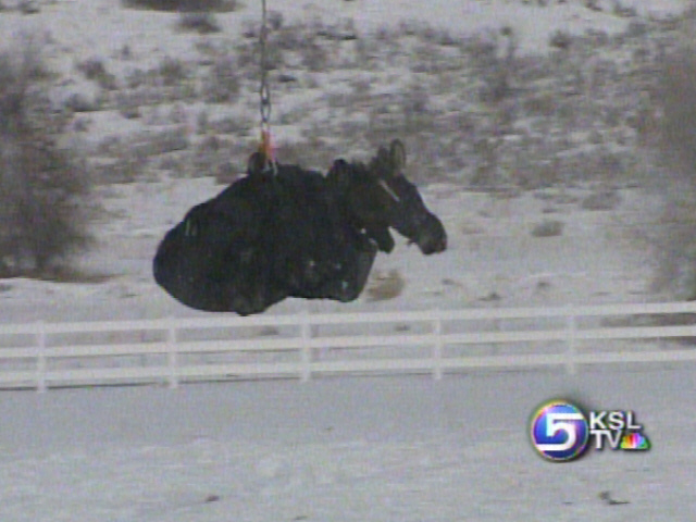 Officials Capture Moose by Helicopter