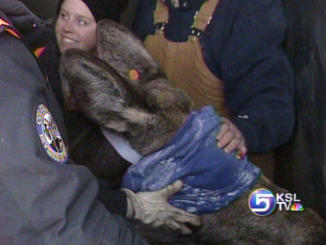 Officials Capture Moose by Helicopter