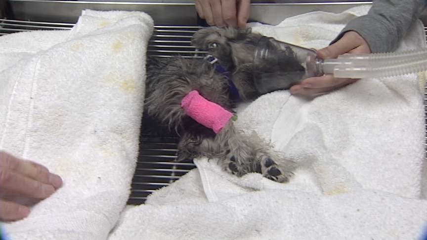 Firefighters Rescue Dog from Burning Home