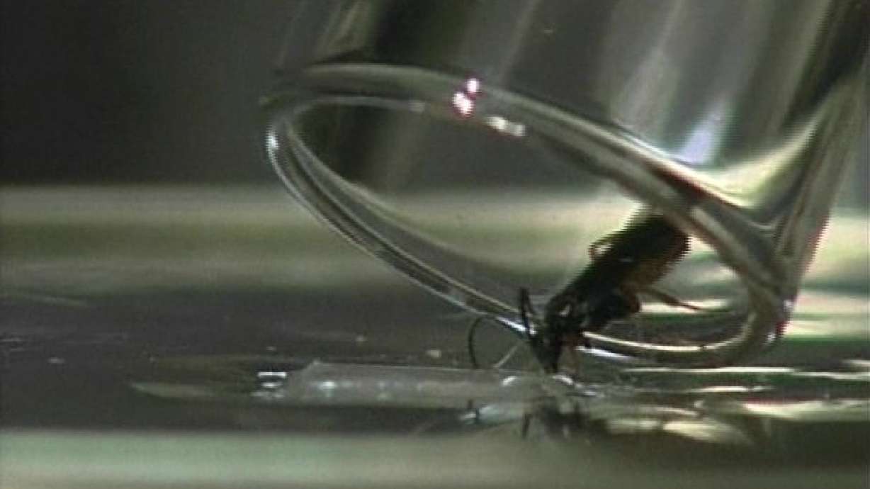 Bomb Sniffing Wasps?