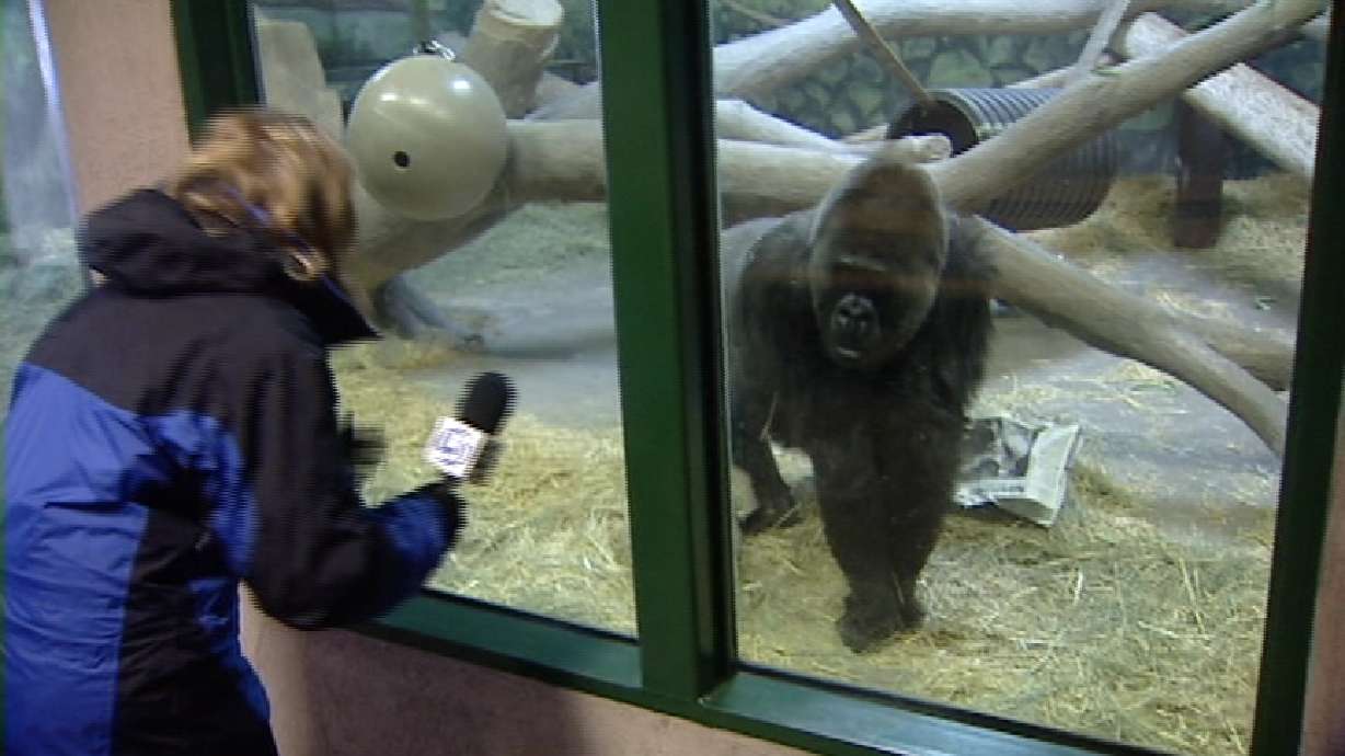 Hogle Zoo Animals Have Their Say of Weather for Groundhog Day