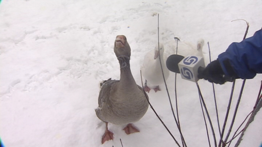 Hogle Zoo Animals Have Their Say of Weather for Groundhog Day