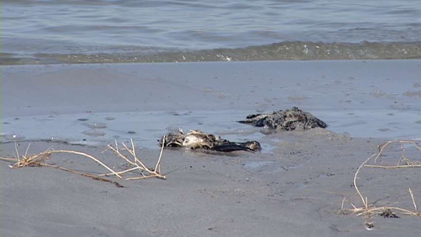 Dead Birds Found at Great Salt Lake