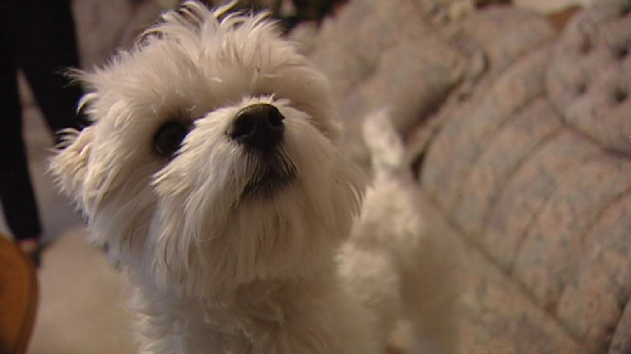 Investigative Report: Buyer Beware of Sick Pets