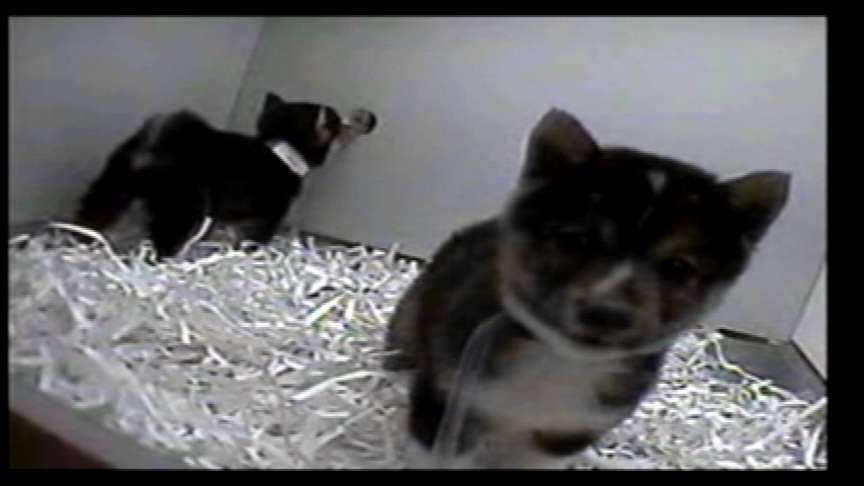 Investigative Report: Buyer Beware of Sick Pets