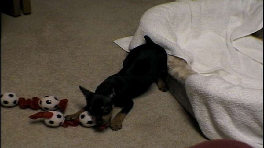 Investigative Report: Buyer Beware of Sick Pets