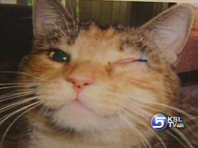 Investigative Report: Buyer Beware of Sick Pets