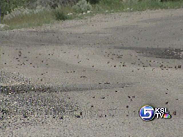 Fewer Mormon Crickets Expected This Year