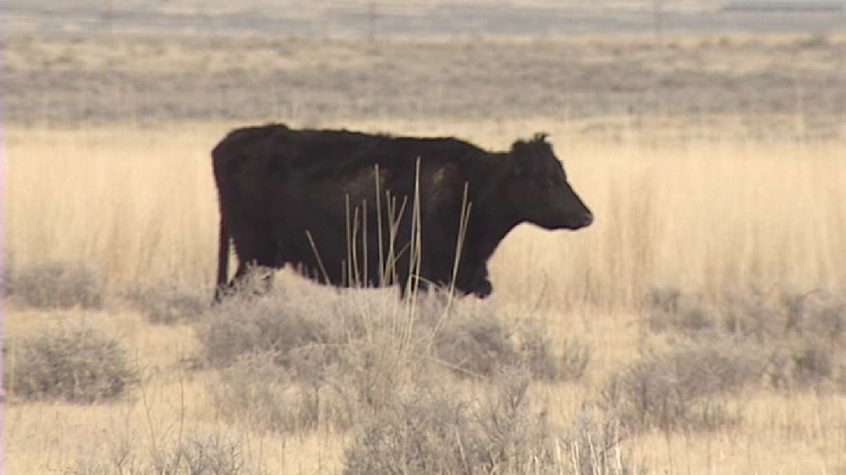 Reward Increased for Catching Cow Killers