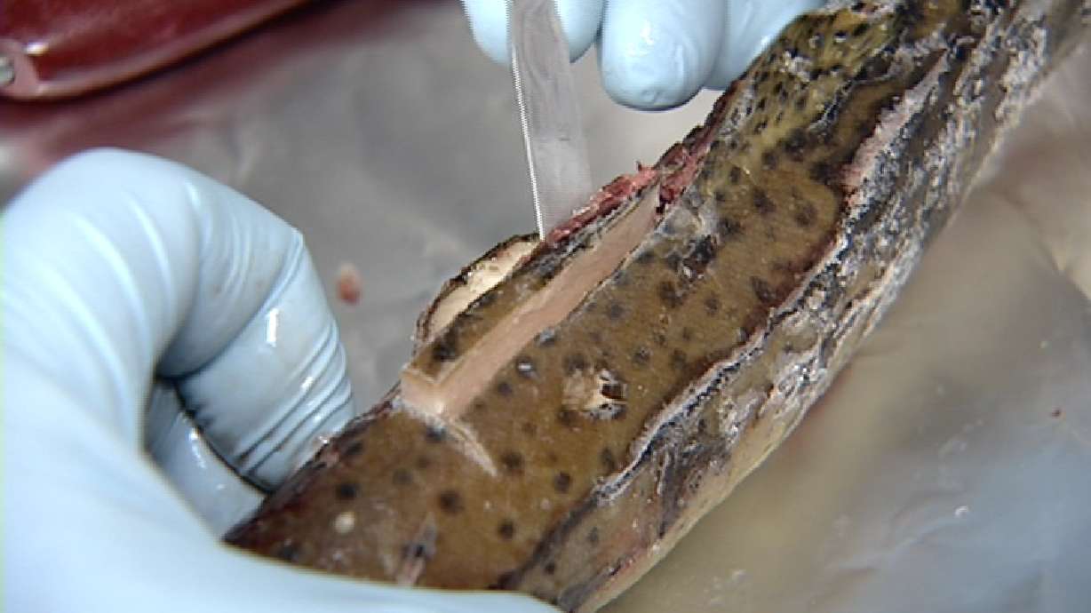 Tests Revealing Mercury Levels in Utah Fish