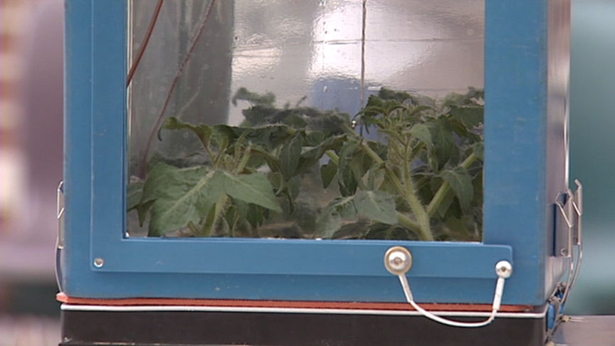 Students Growing Peas for Space Experiment