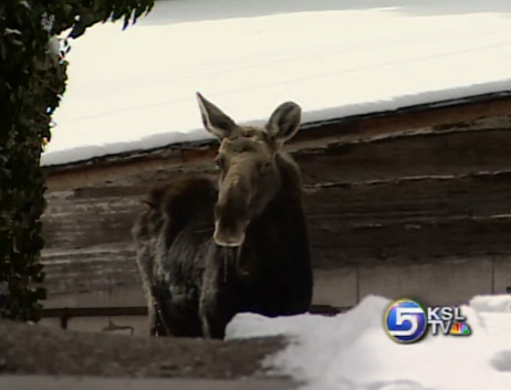 Loose Moose Causes a Commotion in the Avenues 