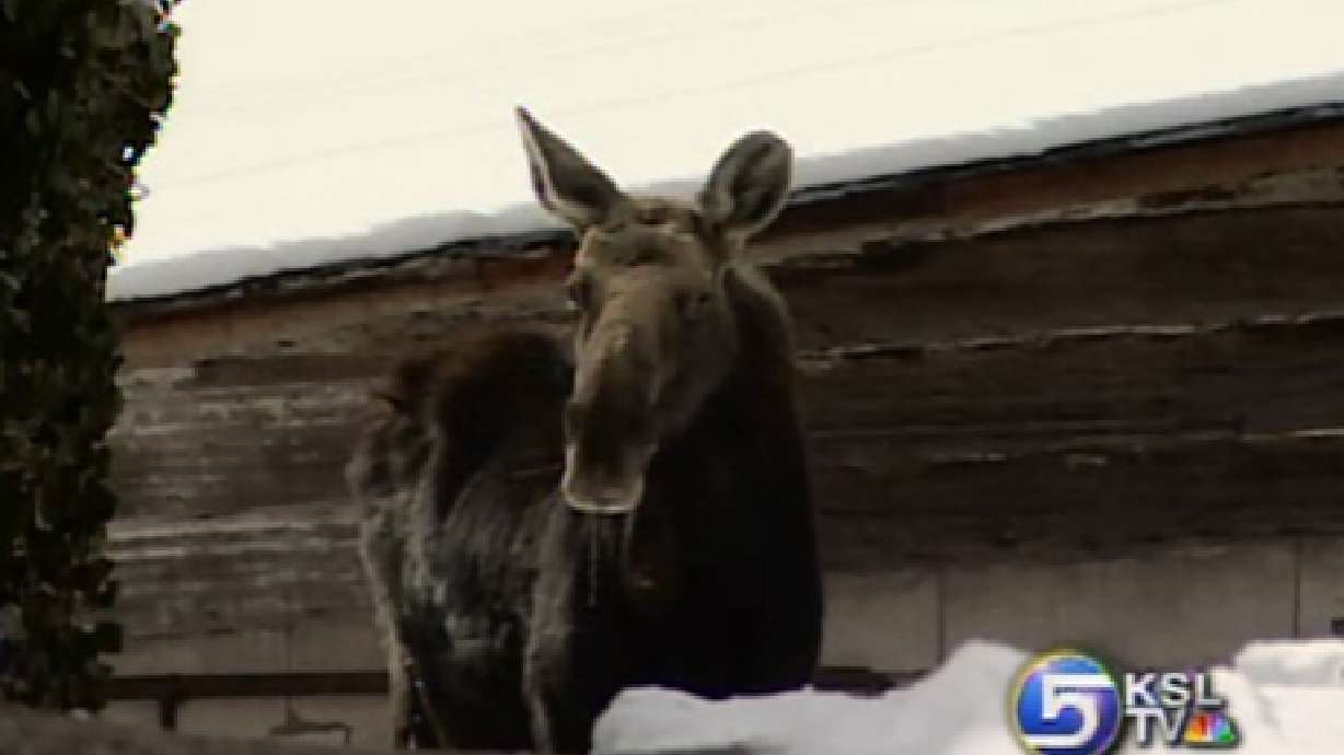 Loose Moose Causes a Commotion in the Avenues