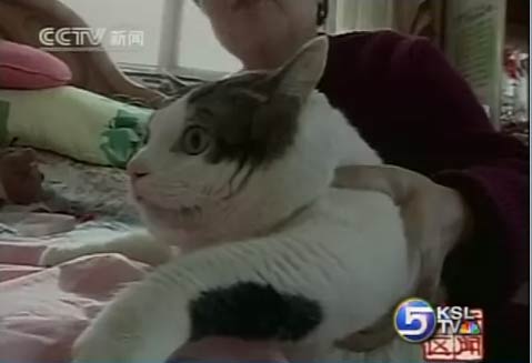 China Home to 33-Pound "Feline Monster" 